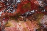 Brilliant Red Petrified Wood Tabletop - x #34950-1